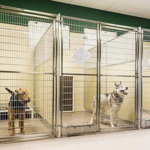 Dog kennel sanitizing