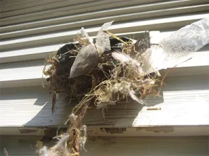 Pittsburgh dryer vent cleaning and nest removal